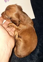 AKC LH RED MALE , a male Miniature Dachshund for sale in Electra, TX – 7 of 8
