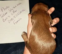AKC SH RED Female, a female Miniature Dachshund for sale in Electra, TX – 5 of 8