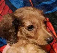 AKC LH Red Male 2, a male Miniature Dachshund for sale in Electra, TX – 6 of 7