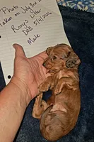 AKC LH RED MALE , a male Miniature Dachshund for sale in Electra, TX – 6 of 8