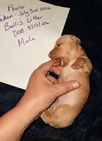 AKC SH Blonde Male, a male Miniature Dachshund for sale in Electra, TX – 4 of 6