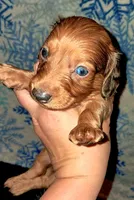 AKC LH RED Dapple Male *blue eye, a male Miniature Dachshund for sale in Electra, TX – 2 of 6