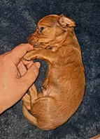 AKC LH Red Male 2, a male Miniature Dachshund for sale in Electra, TX – 6 of 9
