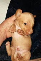 AKC SH Blonde Male, a male Miniature Dachshund for sale in Electra, TX – 6 of 6