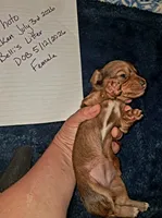 AKC SH RED Female, a female Miniature Dachshund for sale in Electra, TX – 2 of 8