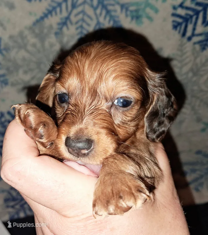 AKC LH RED MALE  – Miniature Dachshund puppy for sale in Electra, TX