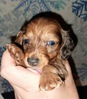 AKC LH RED MALE , a male Miniature Dachshund for sale in Electra, TX – 1 of 8