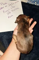 AKC dark silver LH dapple Male, a male Miniature Dachshund for sale in Electra, TX – 4 of 6