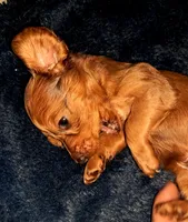 AKC LH RED MALE , a male Miniature Dachshund for sale in Electra, TX – 4 of 8