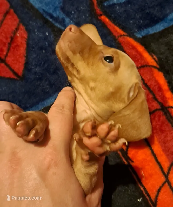 AKC SH Blonde Male – Miniature Dachshund puppy for sale in Electra, TX