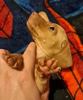 AKC SH Blonde Male, a male Miniature Dachshund for sale in Electra, TX – 1 of 6