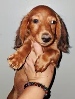 AKC LH RED MALE, a male Miniature Dachshund for sale in Electra, TX – 2 of 9