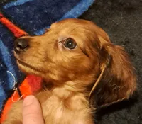 AKC LH RED MALE , a male Miniature Dachshund for sale in Electra, TX – 1 of 6