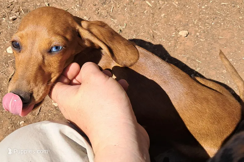 Mister Moon (Blue eye) – Miniature Dachshund puppy for sale in Electra, TX