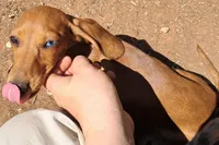 Mister Moon (Blue eye), a male Miniature Dachshund for sale in Electra, TX – Photo 1 of 5