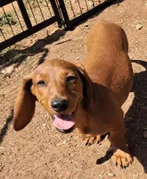 Mister Moon (Blue eye), a male Miniature Dachshund for sale in Electra, TX – Photo 3 of 5
