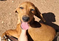 Mister Moon (Blue eye), a male Miniature Dachshund for sale in Electra, TX – Photo 2 of 5