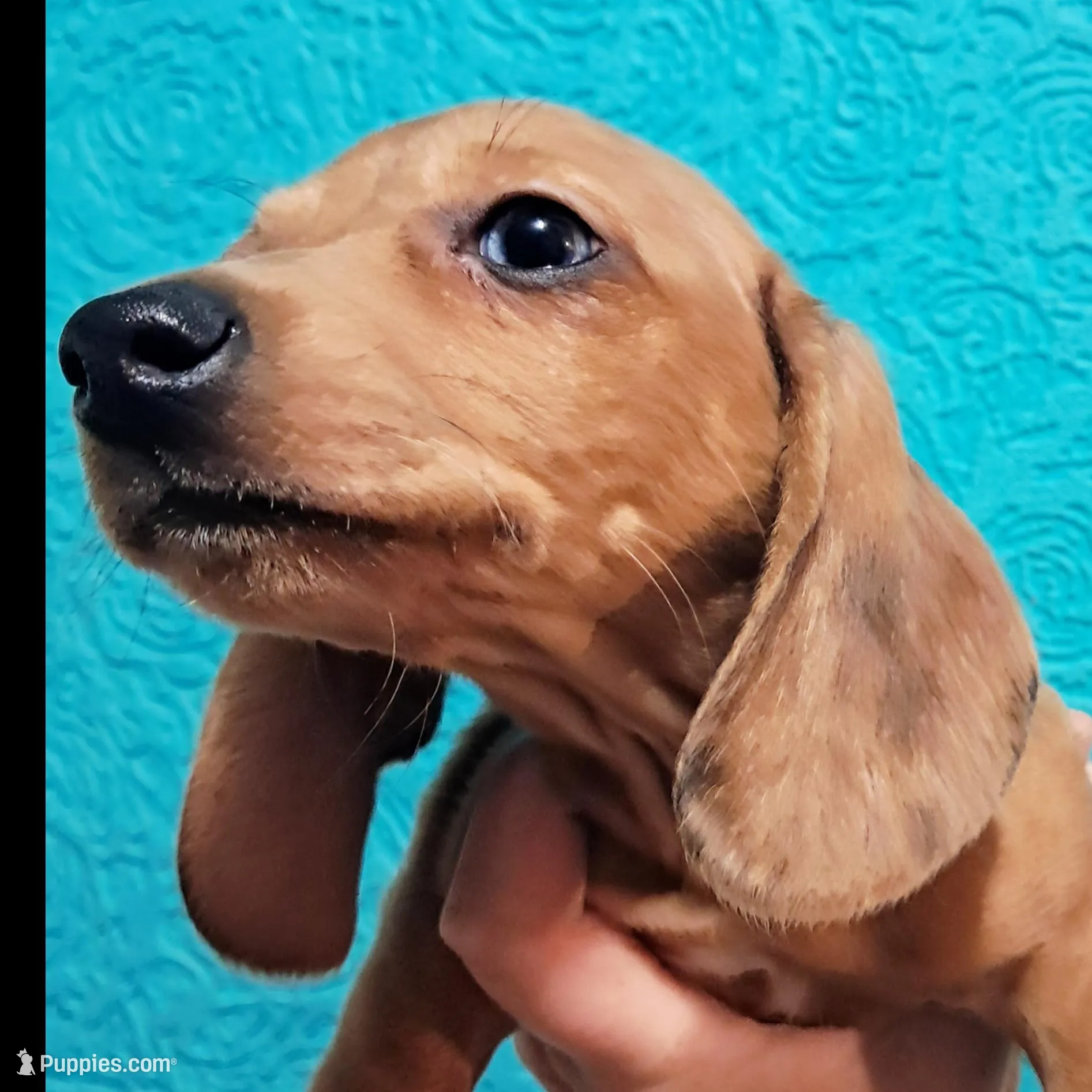 Mister Moon (Blue eye), a male Miniature Dachshund for sale in Electra, TX – Photo 5 of 5