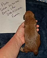 AKC SH RED Female, a female Miniature Dachshund for sale in Electra, TX – 4 of 8