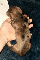 AKC dark silver LH dapple Male, a male Miniature Dachshund for sale in Electra, TX – 6 of 6