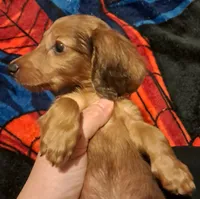 AKC LH Red Male 2, a male Miniature Dachshund for sale in Electra, TX – 5 of 7