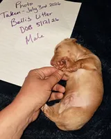 AKC SH Blonde Male, a male Miniature Dachshund for sale in Electra, TX – 5 of 6