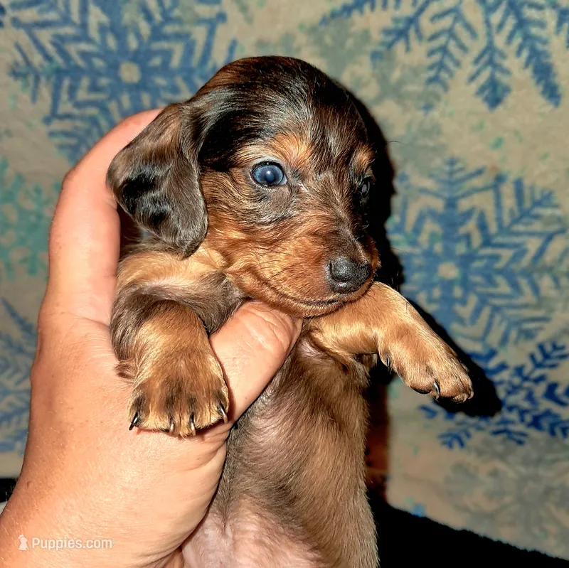 AKC dark silver LH dapple Male – Miniature Dachshund puppy for sale in Electra, TX