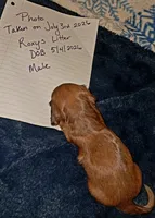 AKC LH Red Male 2, a male Miniature Dachshund for sale in Electra, TX – 7 of 9