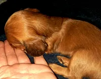 AKC LH Red Male 2, a male Miniature Dachshund for sale in Electra, TX – 8 of 9