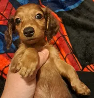 AKC LH Red Male 2, a male Miniature Dachshund for sale in Electra, TX – 2 of 7