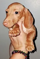 AKC SH Blonde Male, a male Miniature Dachshund for sale in Electra, TX – 2 of 9
