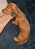 AKC LH Red Male 2, a male Miniature Dachshund for sale in Electra, TX – 5 of 9