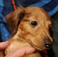 AKC LH RED MALE , a male Miniature Dachshund for sale in Electra, TX – 4 of 6