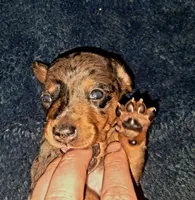AKC SH silver dapple female , a female Miniature Dachshund for sale in Electra, TX – 4 of 6