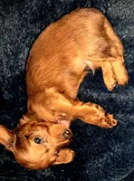 AKC LH RED MALE , a male Miniature Dachshund for sale in Electra, TX – 3 of 8