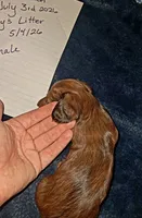 AKC LH Red Female, a female Miniature Dachshund for sale in Electra, TX – 5 of 8