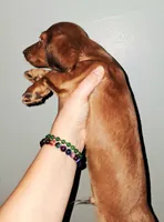 AKC LH RED MALE, a male Miniature Dachshund for sale in Electra, TX – 3 of 9