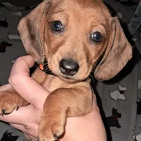 Dotty AKC Female , a female Miniature Dachshund for sale in Electra, TX – Photo 7 of 7