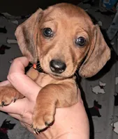 Orange AKC Female , a female Miniature Dachshund for sale in Wichita Falls, TX – Photo 9 of 9
