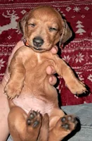 Orange AKC Female , a female Miniature Dachshund for sale in Wichita Falls, TX – Photo 8 of 9