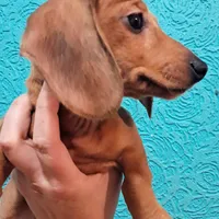 Dotty AKC Female , a female Miniature Dachshund for sale in Electra, TX – Photo 6 of 7