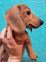 Orange AKC Female , a female Miniature Dachshund for sale in Wichita Falls, TX – Photo 3 of 9