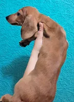 Orange AKC Female , a female Miniature Dachshund for sale in Wichita Falls, TX – Photo 4 of 9