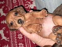 Orange AKC Female , a female Miniature Dachshund for sale in Wichita Falls, TX – Photo 7 of 9