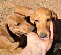 Dotty AKC Female , a female Miniature Dachshund for sale in Electra, TX – Photo 2 of 7