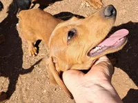 Dotty AKC Female , a female Miniature Dachshund for sale in Electra, TX – Photo 1 of 7