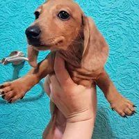 Dotty AKC Female , a female Miniature Dachshund for sale in Electra, TX – Photo 5 of 7