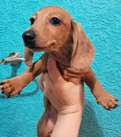 Orange AKC Female , a female Miniature Dachshund for sale in Wichita Falls, TX – Photo 2 of 9