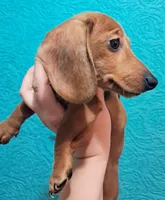 Orange AKC Female , a female Miniature Dachshund for sale in Wichita Falls, TX – Photo 5 of 9