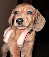 Orange AKC Female , a female Miniature Dachshund for sale in Wichita Falls, TX – Photo 6 of 9